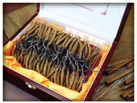 昌图冬虫夏草回收